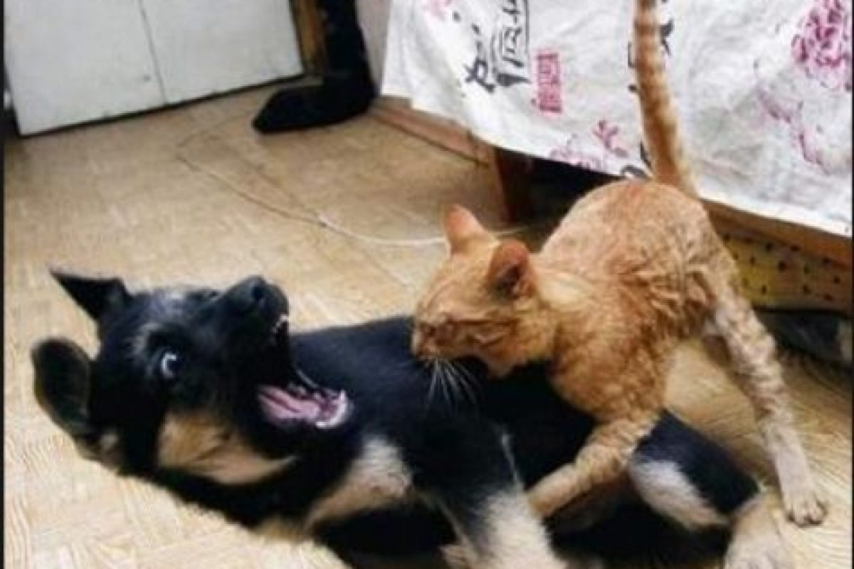 Нападение кошки. Кот нападает. Драка кота и собаки. Кот кусает собаку. Кот и собака дерутся.